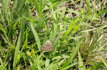 Clover Looper Moth, Caenurgina crassiuscula, tattered. Day-flier