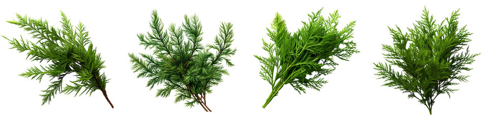 Green thuja twigs Hyperrealistic Highly Detailed Isolated On Transparent Background Png File - obrazy, fototapety, plakaty