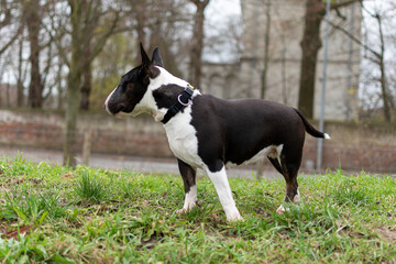 Purebred dog, miniature bull terrier, Animal background, Bull Terrier miniature.miniature bull terrier dog. Standing on a lawn white and black dog. Domestic friend 