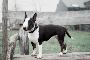 Bullterier. Friendly dog, miniature bull terrier, dog standing on the wood table. 