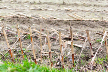 dry roots after growing corn, cut ears of corn
