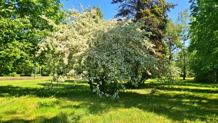 Large bush of bird cherry blooming with many small white flowers