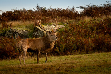 Naklejka premium Dear