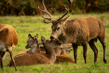 Dear on rut