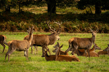 Dear on rut