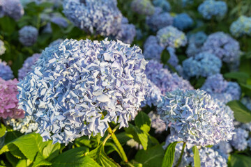 Close-up of blue hydrangea flowers as a background