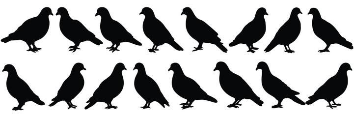 Bird pigeon silhouettes set, large pack of vector silhouette design, isolated white background