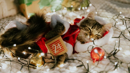 One kitten dressed as Santa Claus snoozes in a garland with a 24 year advent calendar box. © Nataliya