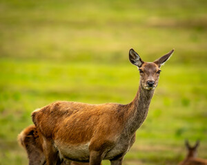 Doe