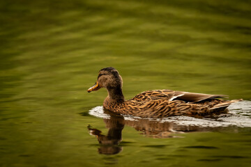 duck on the lake