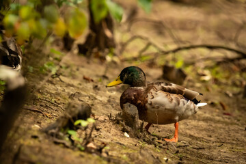 Duck