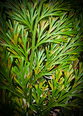 Green Leaves of Plants Showing Texture of Natural Beauty