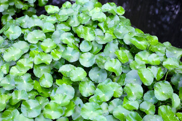 Gotu kola, Asiatic pennywort, Indian pennywort. Water plant in the pond