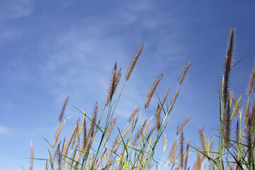 Obraz premium Grass flowers with blue sky