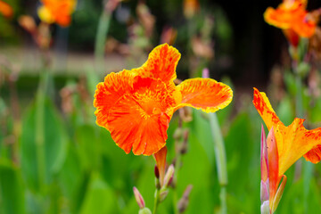 Orange canna flower in the garden