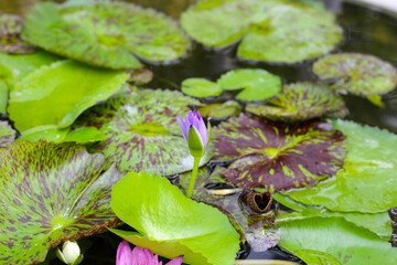 Beautiful waterlily or lotus flower with green leaves
