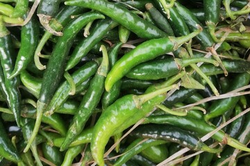 Freshly Harvested Organic and Healthy Green Chili