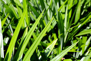 Pandan plant leaves in the garden