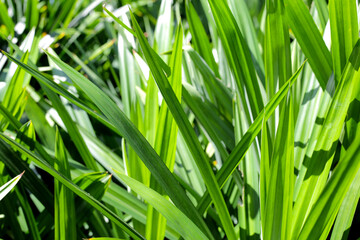 Pandan plant leaves in the garden