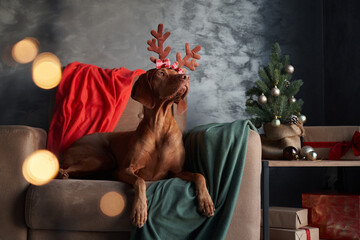 A Vizsla dog wearing reindeer antlers sits on a couch, looking expectantly, set against a festive...