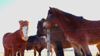 Breed of horse on scandinavian fields, spectacular herd of animals living in iceland. Islenski...