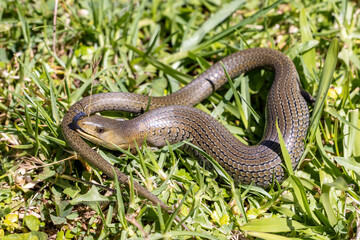 Gravid Australian Mainland She-oak Skink