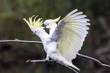 Australian Sulphur-crested Cockatoo with wings open
