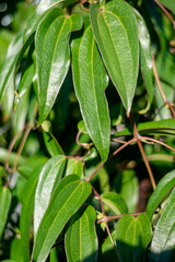 Leaves background. Textured green leaves, medium leaf texture, natural wall