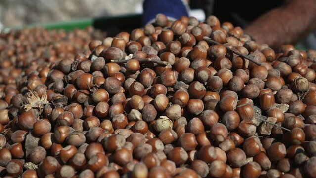 Farmer holds hazelnut crop harvest in hands, slow motion