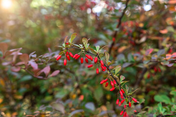 a twig with barberry berries grows in nature. close-up photo