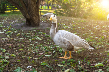 duck or mallard close-up in nature