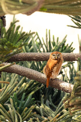 Lechuza posada en las ramas de un árbol Glaucidium minutissimum en vertical para historias de redes sociales
