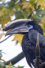 The image features a striking black hornbill, perched on a branch, showcasing its glossy black plumage and the prominent casque atop its bill. The bird's piercing blue eyes are accentuated by a circle