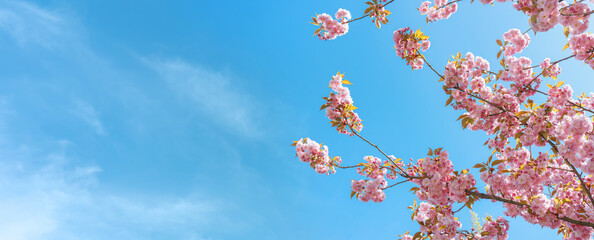 Branch of blooming cherry tree, pink sakura blossom flower on blue sky background, wide banner, header. Spring season, nature floral background, wallpaper, backdrop.