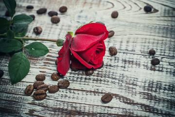 Beautiful red rose with a beautiful background, background with a rose