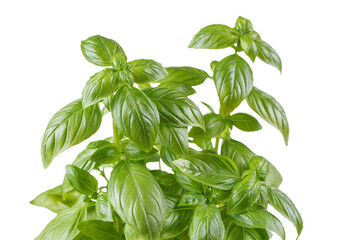 Fresh green organic basil bush on white, transparent background, PNG. Indoor plant growing, healthy eating, aromatic herb, food ingredient, spice for culinary © katyamaximenko