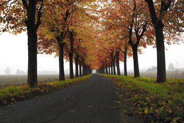 Red and yellow avenue