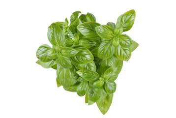 Fresh green organic basil bush on white, transparent background, PNG. Indoor plant growing, healthy eating, aromatic herb, food ingredient, spice for culinary