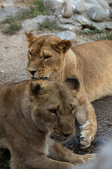 Close-up portrait of two beautiful lionesses.