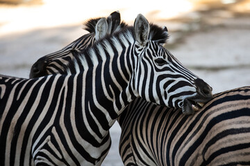 Fototapeta na wymiar The plains zebra (Equus quagg) , also known as the common zebra.