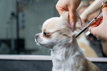 Woman cutting cute shorthair chihuahua dog in grooming salon. 