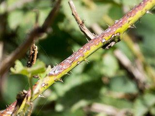 Thorny branch affected by fungus