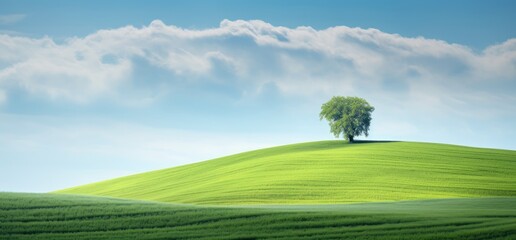 Idyllic landscape. A green meadow with a single tree.