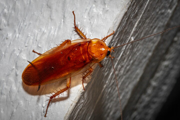 American cockroach (Periplaneta americana), Narooma, NSW, December 2023
