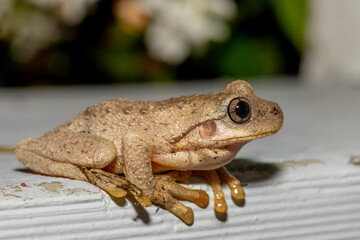 Peron's Tree Frog (Litoria peronii), Narooma, NSW, November 2023