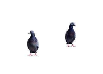 Pigeons on a white background with the left female with the right male