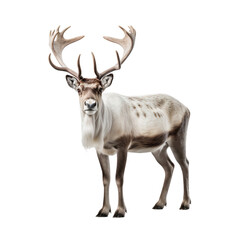 Portrait of a reindeer standing isolated on transparent background
