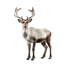 Naklejka na ściany i meble Portrait of a reindeer with horns isolated on transparent background