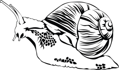 Cartoon Black and White Isolated Illustration Vector Of A Snail In Its Shell