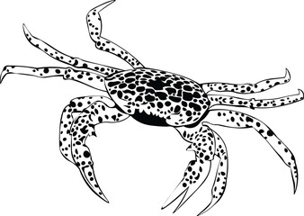 Cartoon Black and White Isolated Illustration Vector Of A Crab with Large Claws